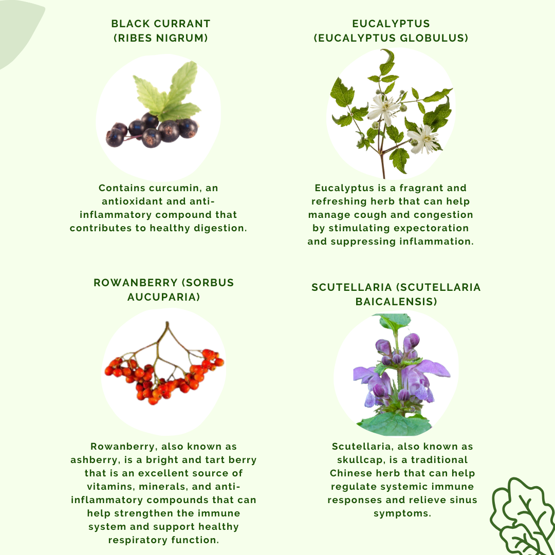Some more ingredients of ALT by APLGO.  These include Black Currant, Eucalyptus, Rowanberry and Scutellaria