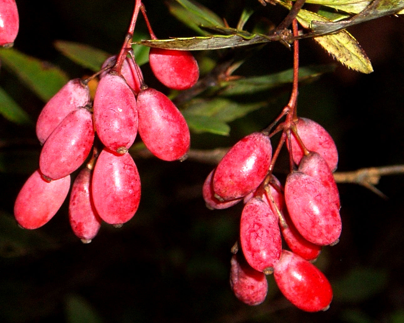 a common berberry, among one of the plants that help produce berberine HCL