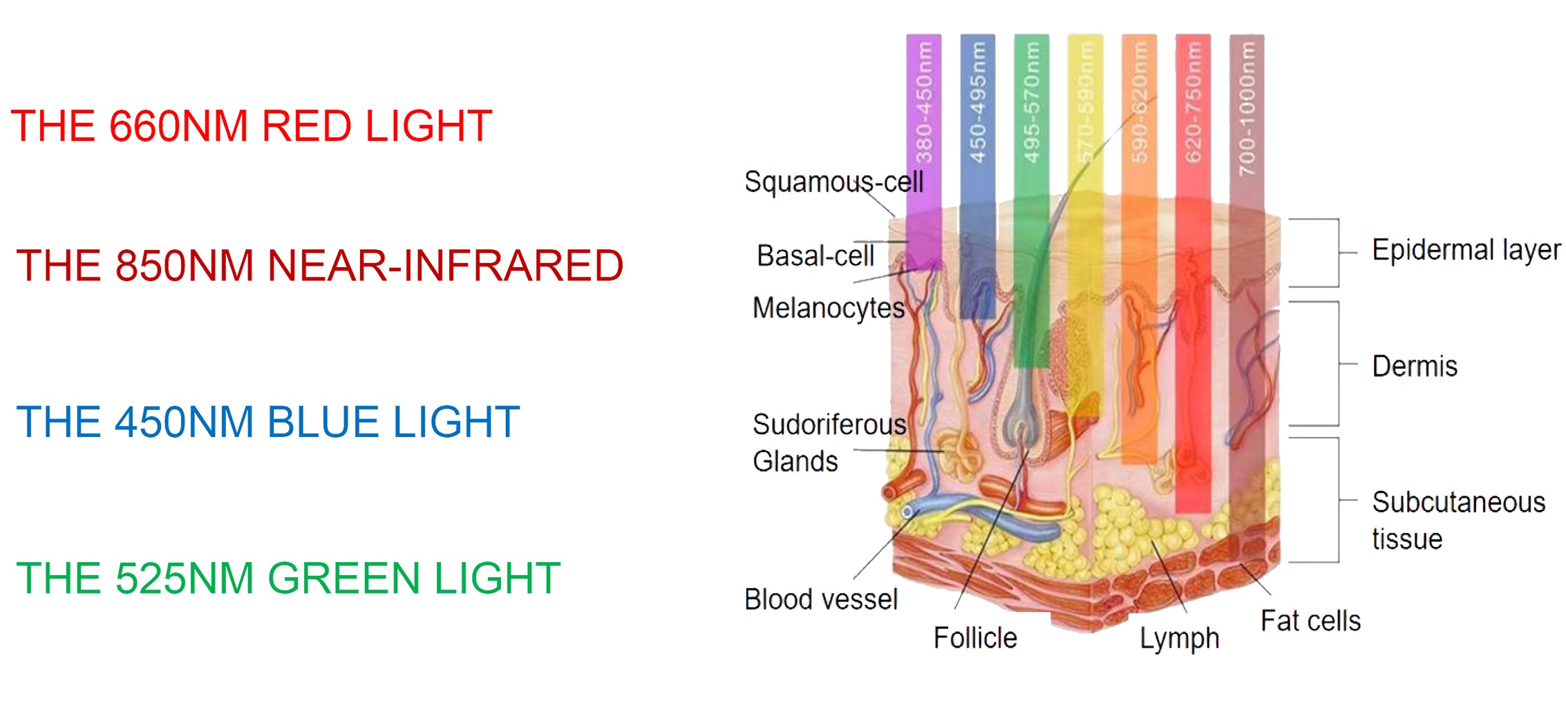A Depiction of the different lights wavelengths and the layers of skin