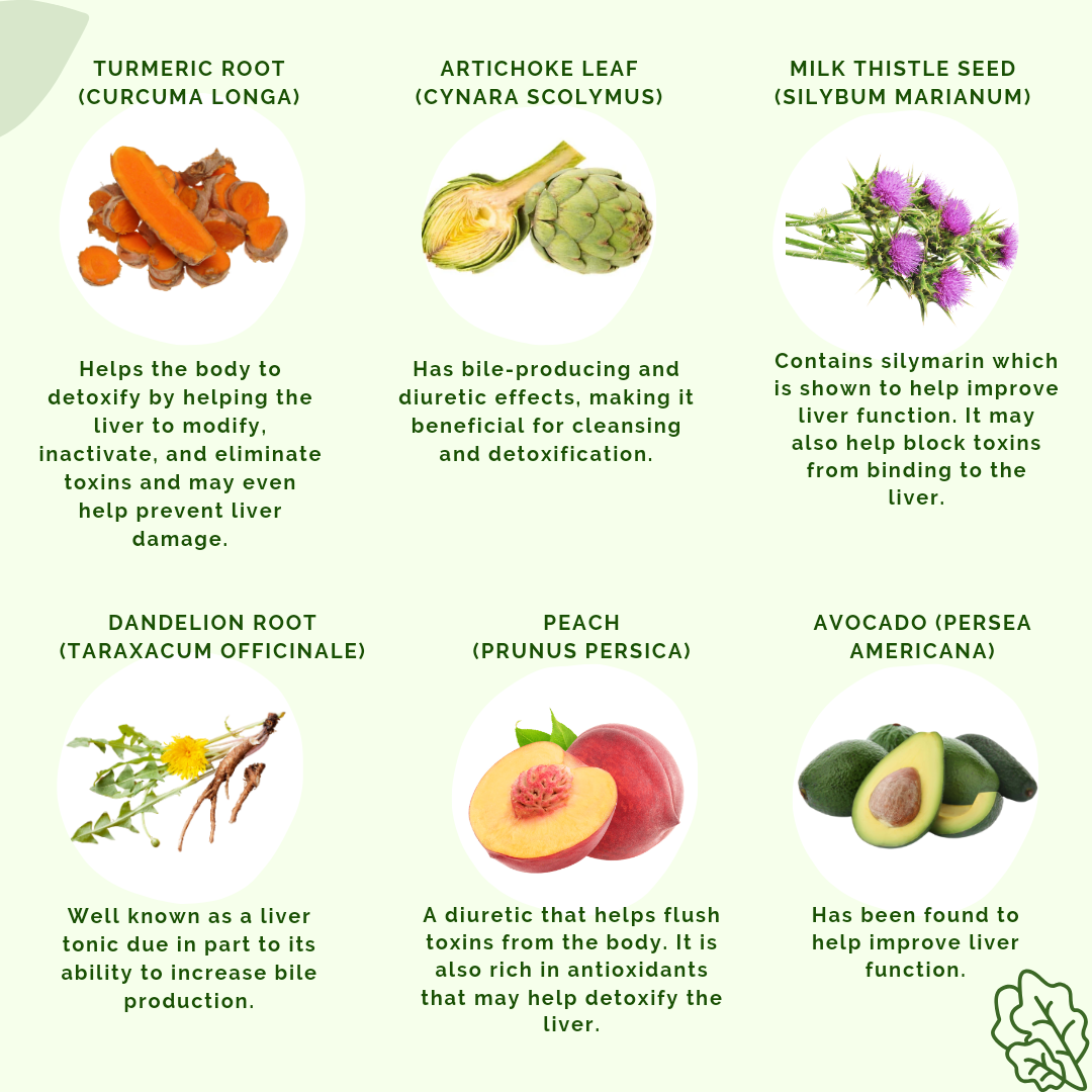 Some of the main ingredients of HPR or HEPAR by APLGO.  These ingredients depicted include turmeric root, artichoke leaf, milk thistle seed, dandelion root, peach and avocado