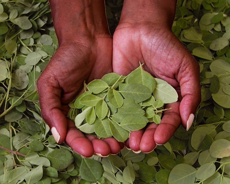 Hands holding Moringa which is really just small leaves