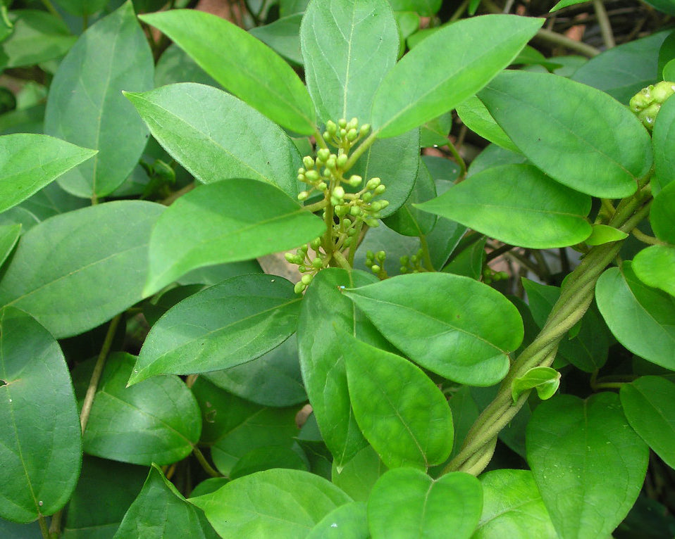 a green leafed plant called gymnema sylvestre