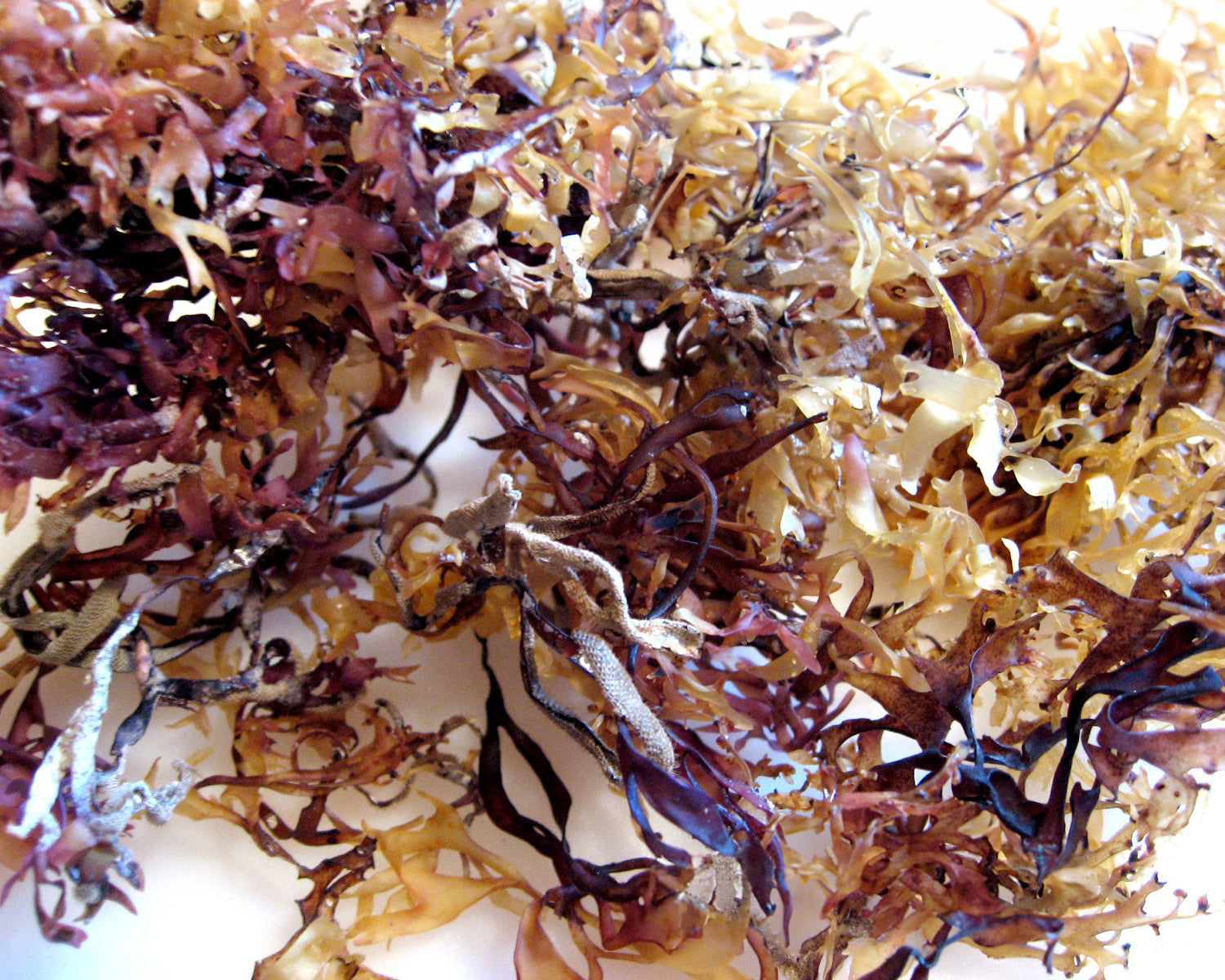 Irish Sea Moss one of the ingredients in Super 3