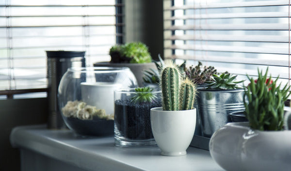 ZenQ Home Interior Design and Decor Interior Plants Blog Image 2