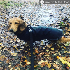 An image of a dog taken on a wet autumn day wearing a navy blue waxed water resistant cotton handmade dog coat by Wiff Waff Designs