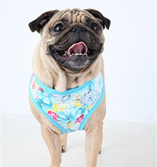Image shows a frenchie dog wearing a puppia dog harness in a blue floral print called spring garden