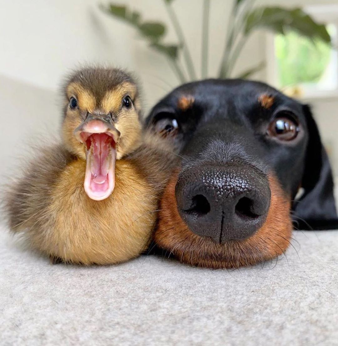 lou lou mini dachshund duck duckling double boop