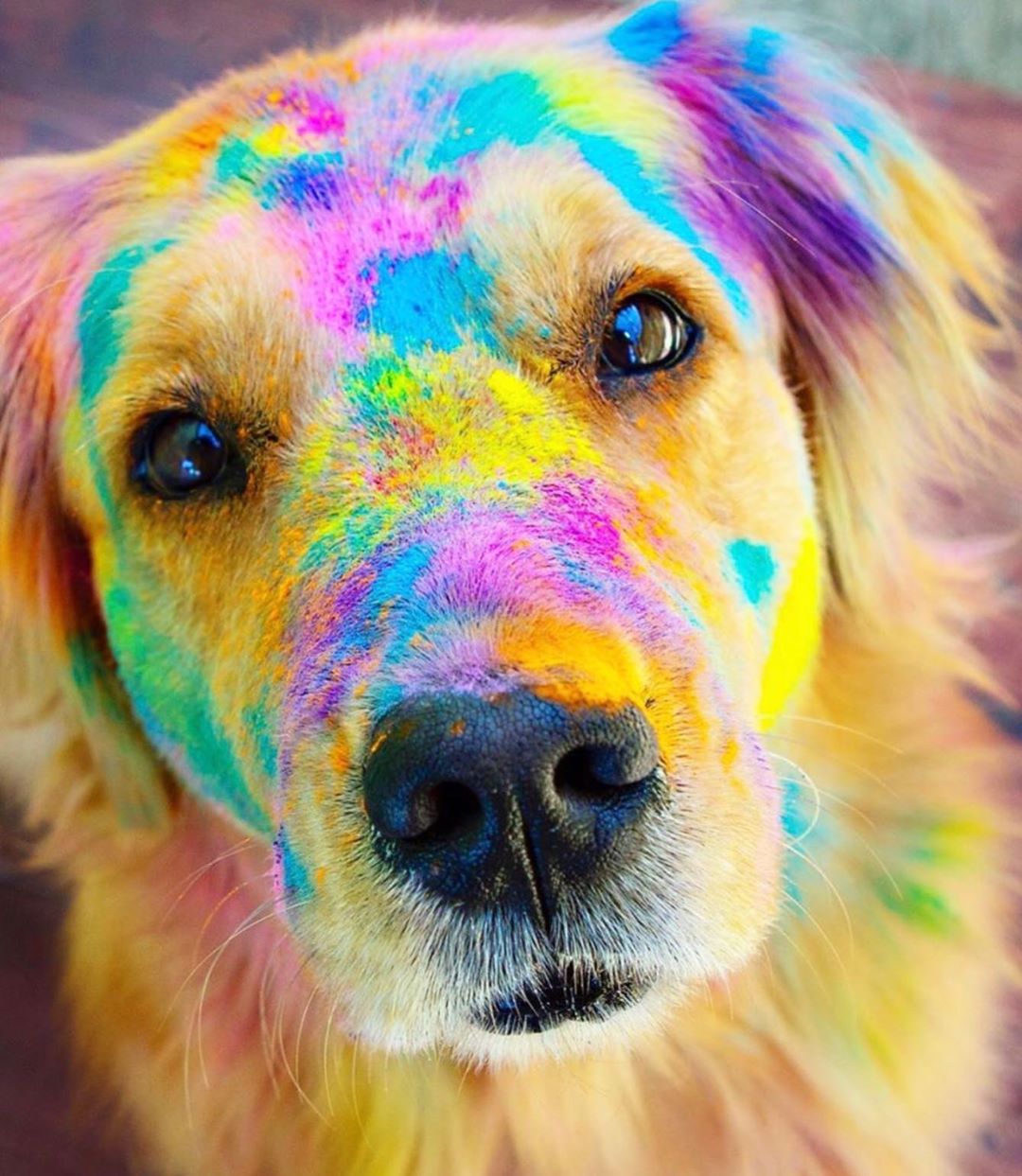 heyitskula holi powder rainbow boop