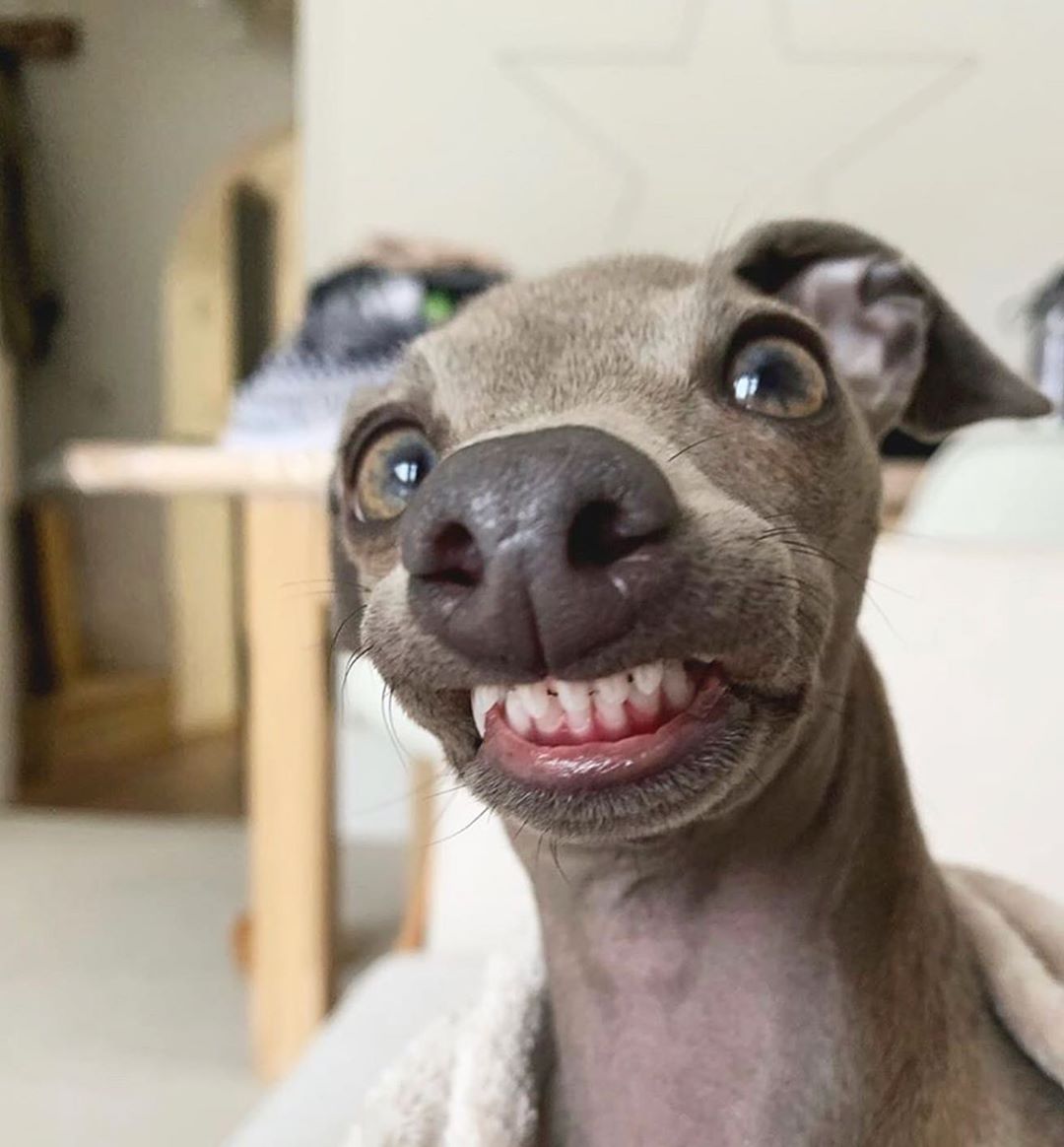 iggy coco italian greyhound derp funny face boop