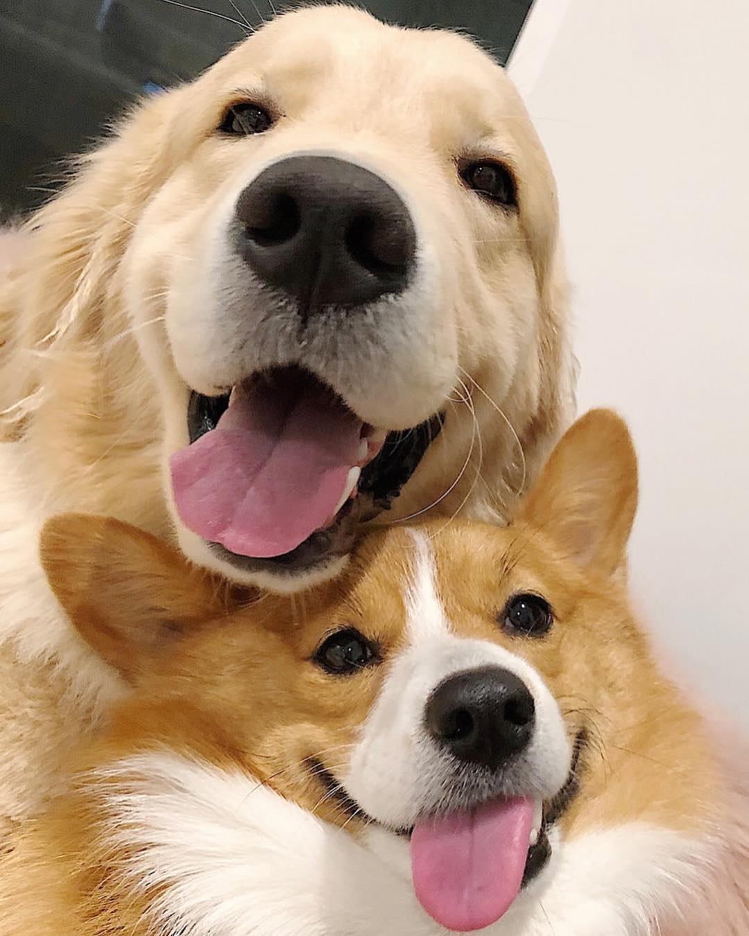 maui ruby golden retriever corgi boopy tower