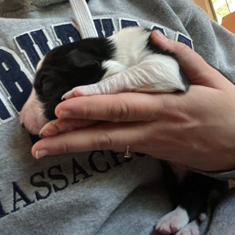 7 day old working sheep dog puppy