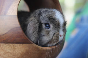 blue holland lop bunny