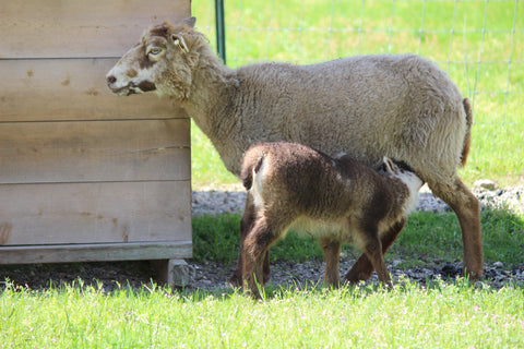 About Our Shetland Sheep Farmstead Yarn Bluebird Sings Farm