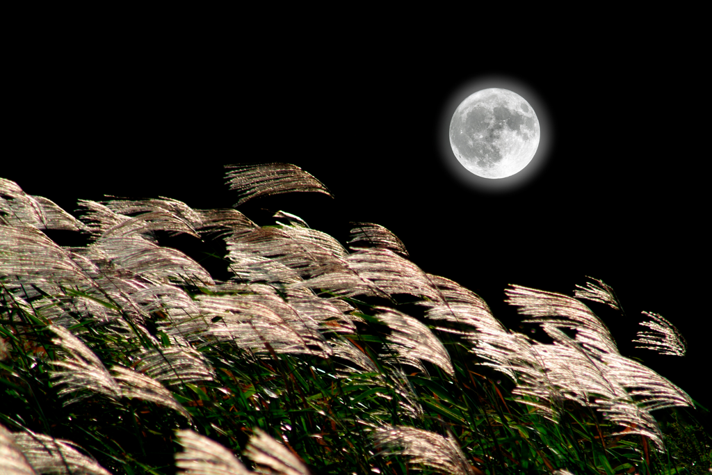 Moon over a field of pampas grass