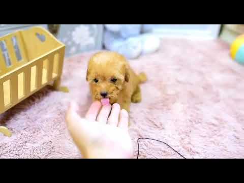 Poodle Puppies For Sale Babypups Com