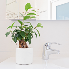 Piante da bagno: Ficus