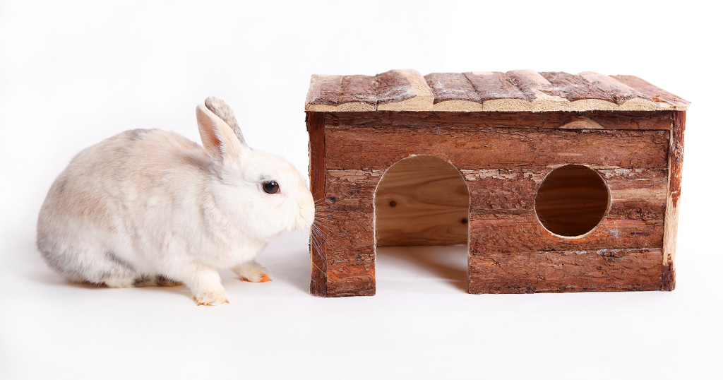 Casetta di legno per conigli nani