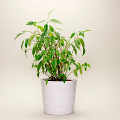 Le migliori piante per combattere il caldo: ficus benjamin