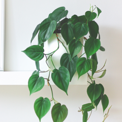 Piante in cucina: Philodendron scandens