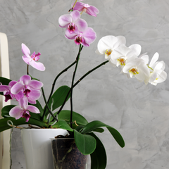 Piante in cucina: orchidea