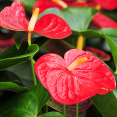 Piante da regalare per Natale: anthurium