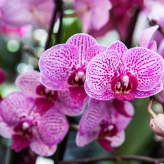 Orchidea: pianta idea regalo di Natale