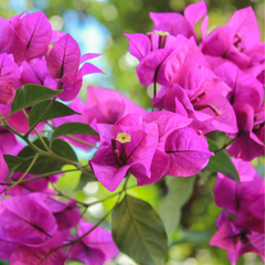 Bougainvillea: fiore da balcone resistente al sole con poca acqua