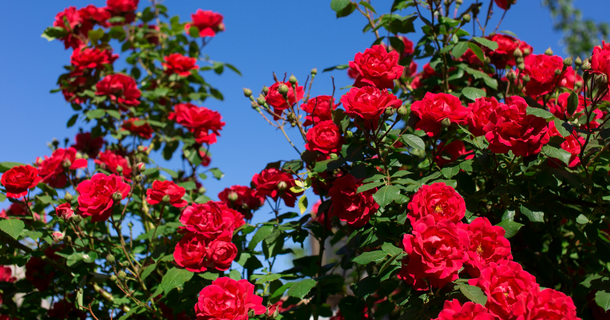 Come coltivare le rose, guida per principianti