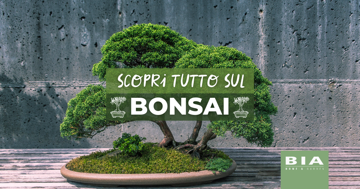 Bonsai: cos'è, qual è il significato e come si cura – BIA Home & Garden