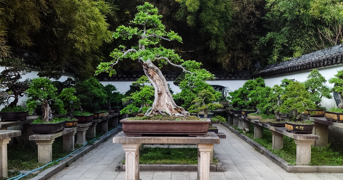 Bonsai: significato e cura