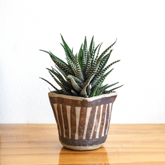 Haworthia zebra cactus pianta pet friendly