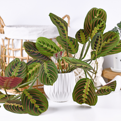 piante pet friendly: maranta leuconera