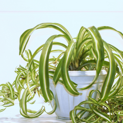 Piante pet friendly: Chlorophytum