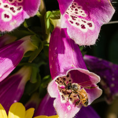 Come aiutare le api con le piante mellifere: digitalis purpurea