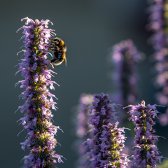 Come aiutare le api con le piante mellifere: liatris spicata