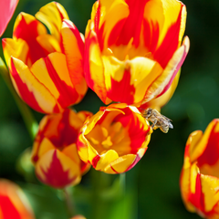 Piante mellifere salva api: tulipano