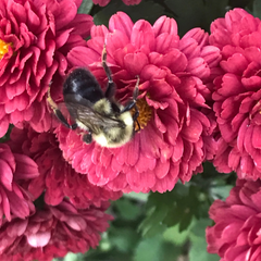 Come aiutare le api con le piante bee friendly: crisantemo
