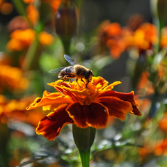 Piante mellifere salva api: tagete