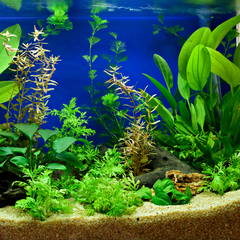 Creare un acquario di acqua dolce, tutoriali, guida, suggerimenti,  consigli, video sulla creazione di un acquario di acqua dolce