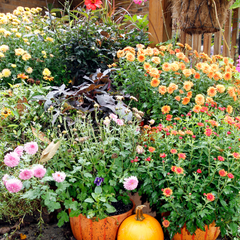 Vivere il giardino in autunno: piante autunnali