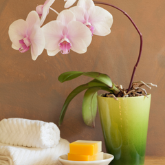 Piante da bagno: Orchidea