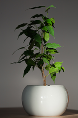 Piante da ufficio alte: Ficus Benjamin con vaso di ceramica bianco
