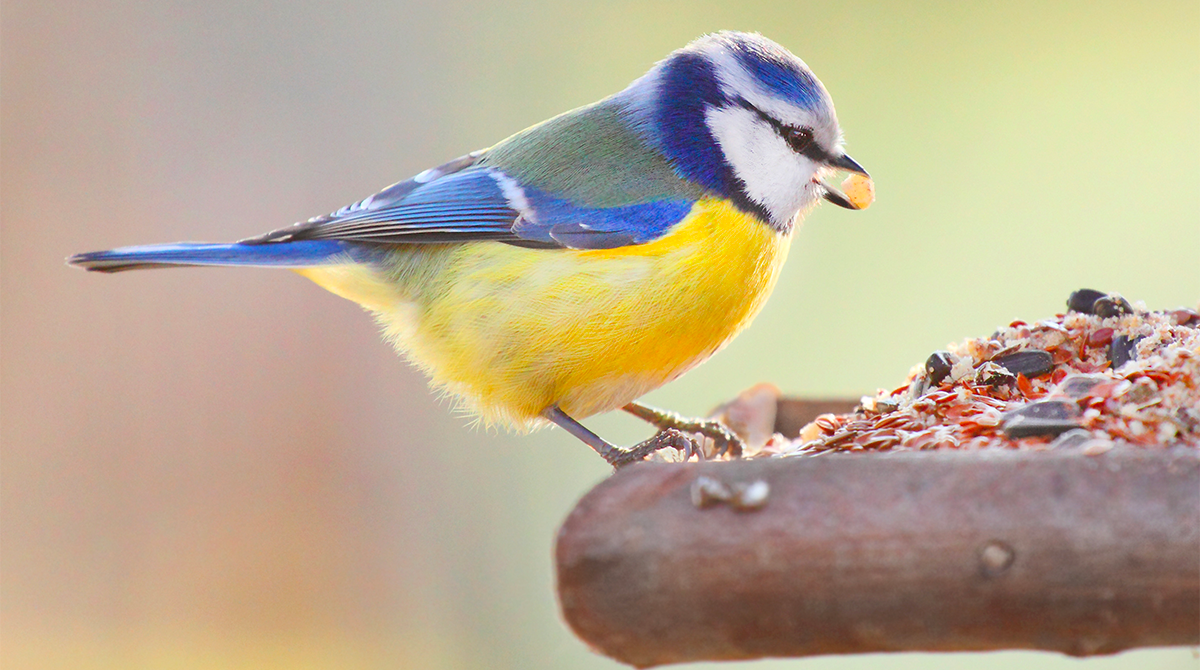 Bird feeding per principianti: che mangime scegliere