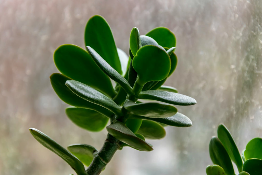 crassula