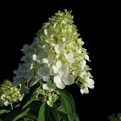 Ortensia Hydrangea Paniculata