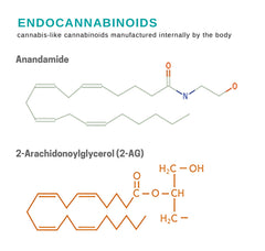 Endocannabinoids