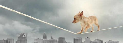 Image of a Chihuahua dog on a tight rope above a cityscape.