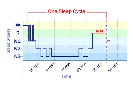 One Sleep Cycle