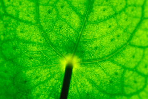 close up of the vascular tissue of a green leaf