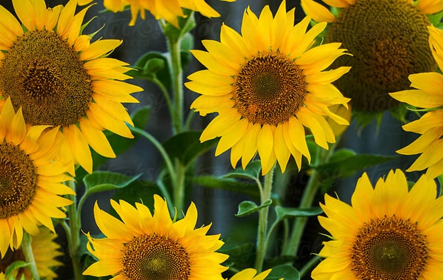 Sunflower for Birthday